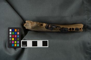 Media type: image;   Vertebrate Paleontology VPM-17747 Description: Photograph of a mandible in occlusal view of MCZ VPM-17747, Aelurodon compressus.;  Aspect: occlusal